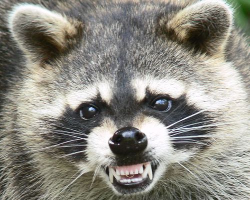 The Truth About Raccoons